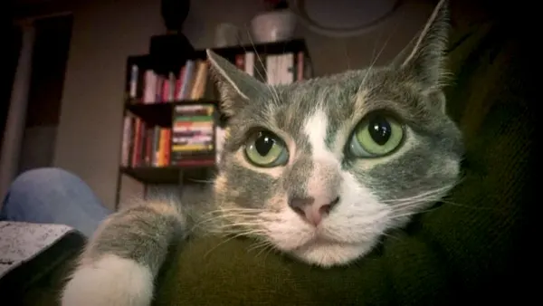 Mary irwin cat f6e133bb 7791 43b6 b6e2 cbaee3cc00b8