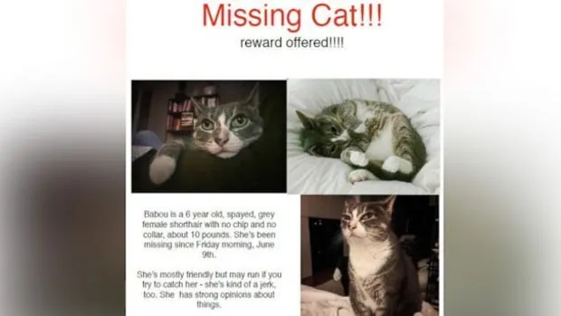 Mary Irwin Jerk Cat Flyer