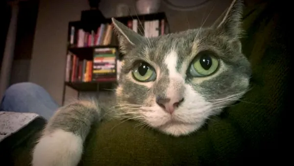 Mary irwin jerk cat zoom cdf53126 4603 4fb1 b7e1 bc8bdb181112