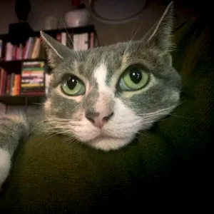 Mary irwin jerk cat zoom cdf53126 4603 4fb1 b7e1 bc8bdb181112