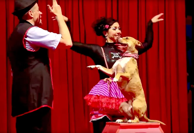 Midnight circus pitbull b23ed574 e615 4d5c 89f4 284ca6bb173d