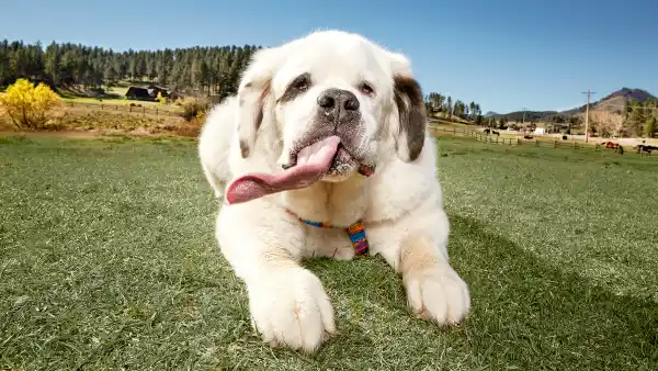 Mochi st bernard 259973f5 e0d7 4356 8041 e0f20dcff6ce