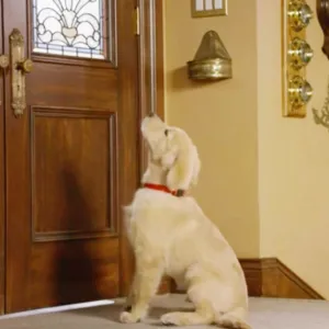 New comet zoom cdffa5d5 7cb4 4696 a605 9081c9e234d6