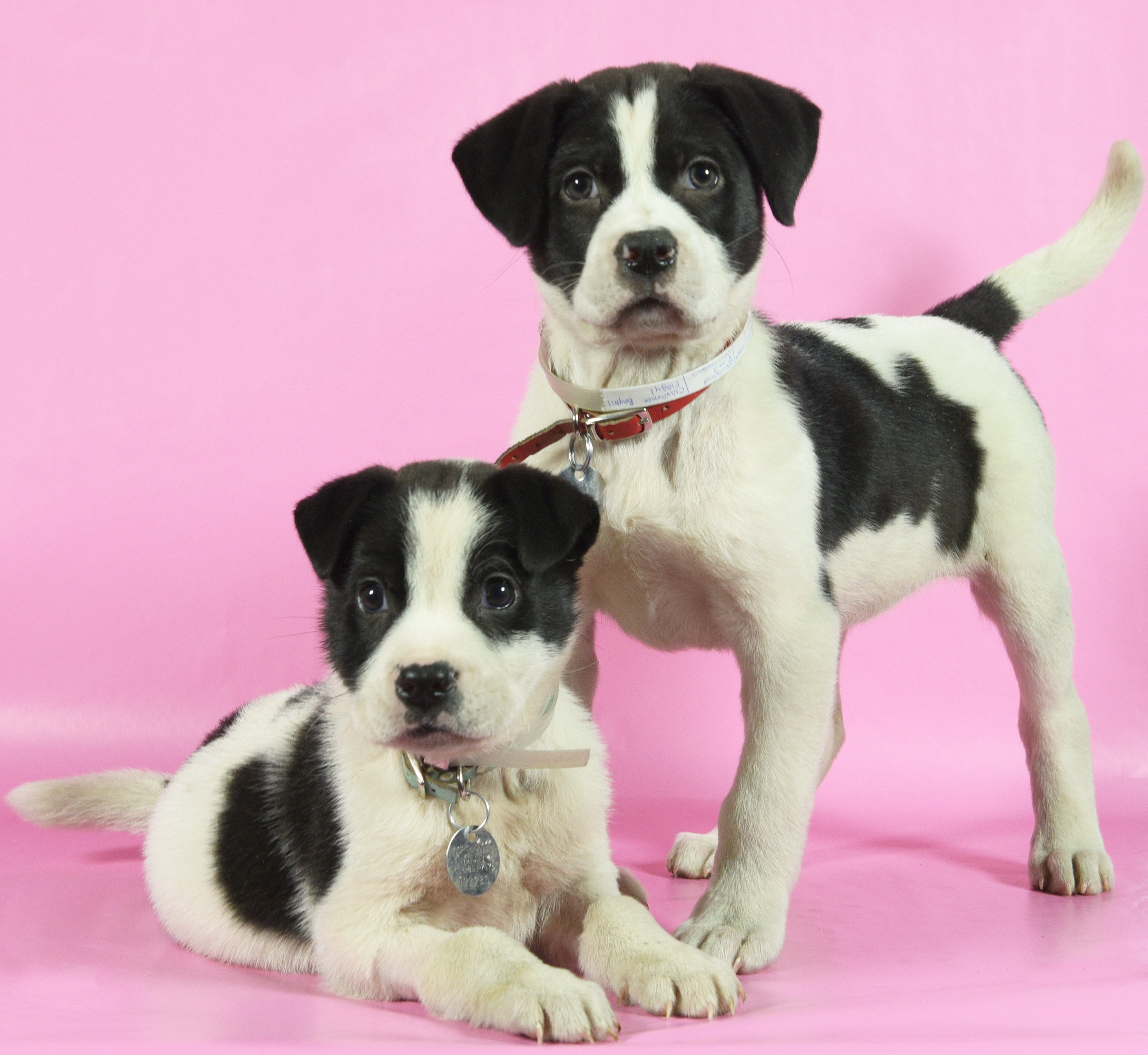 North shore animal league america puppy 1 c291565f 6fbb 4708 b2ee 36135c8c2663