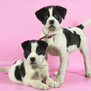 North shore animal league america puppy 1 c291565f 6fbb 4708 b2ee 36135c8c2663