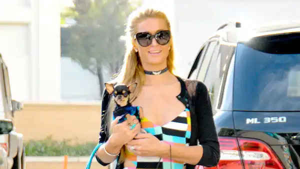 Paris hilton and dog ca316ac9 1fc4 4ddb 8bff 20f3e8cdca6a