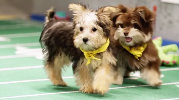 Puppy bowl dc1612ff b165 40a7 87c2 2c634e2253bd