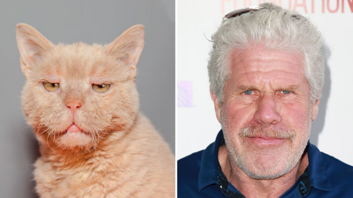 Ron 7a5e6e1c f5eb 4937 9ab4 8d9d45c703af