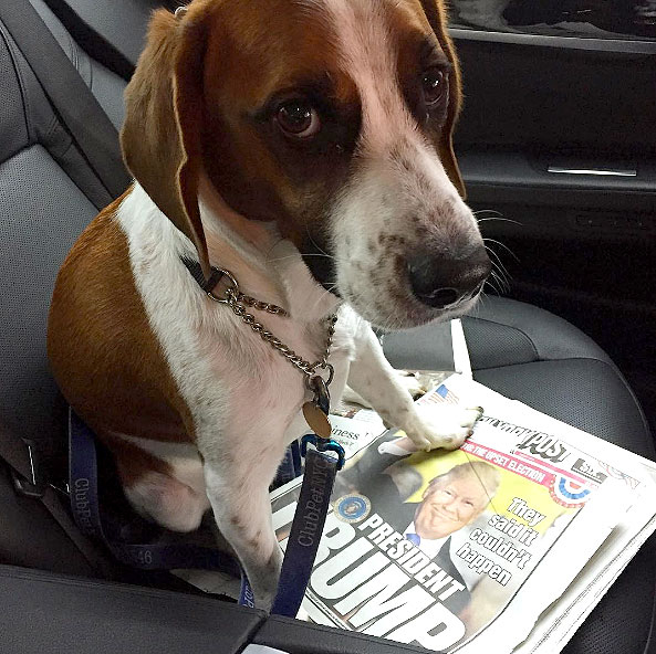 Sad pets 301dd969 5e47 4fbd b887 afd50397dbca