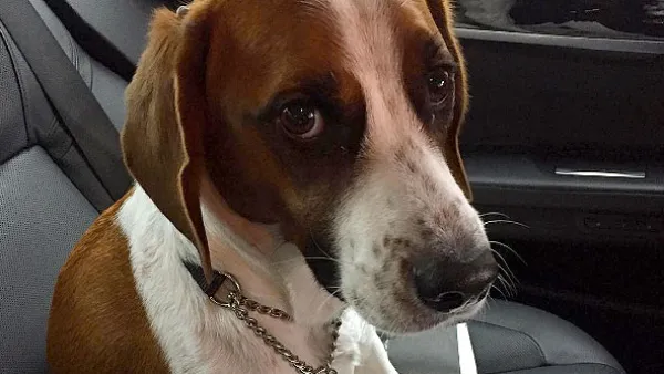 Sad pets 301dd969 5e47 4fbd b887 afd50397dbca