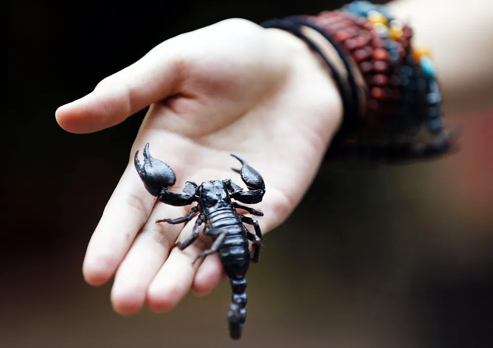 scorpion