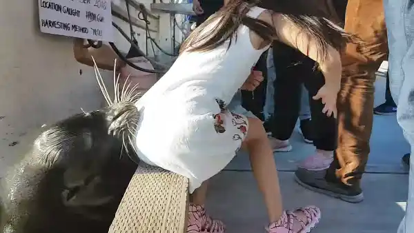 sea lion attacks girl
