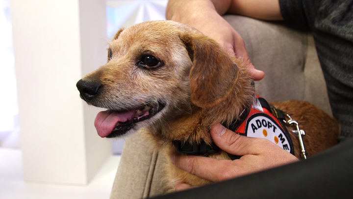 Side_view_brown_dog_720 70c52b98 a276 4040 a7e3 7f422587ba9a