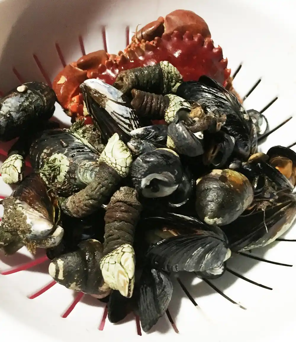 Zimmern and the 12 to 15 person crew foraged for snails, barnacles and crabs at Spooner&rsquo;s Cove in Los Osos, California.