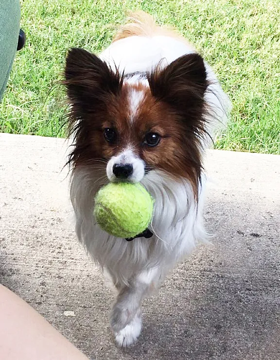 Tiny papillon dog mini meals