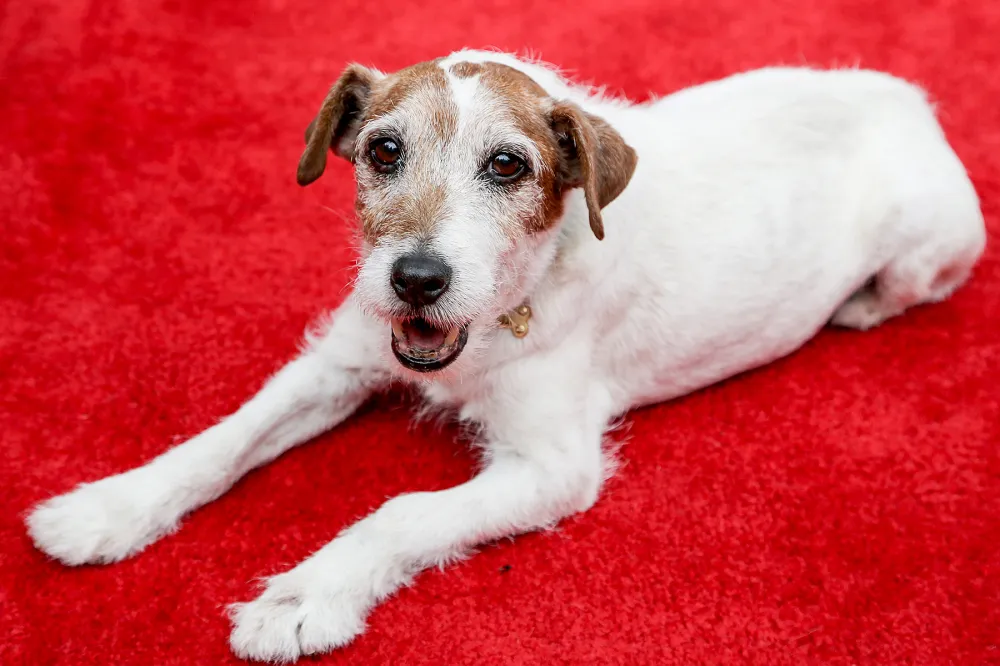 Uggie attends Abercrombie & Fitch's